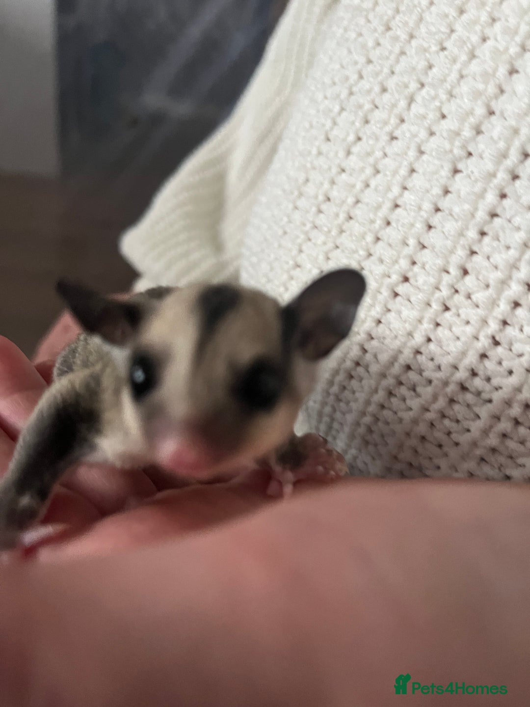 Sugar Glider rodents for sale: Sugar glider babies  - Advert 5