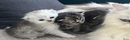 Persian cats for sale: Beautiful Purebred Persian Kittens for Sale - Advert 14