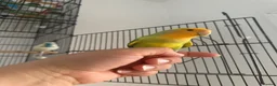 Lovebirds birds for sale: Australian lovebird  in London - Advert 1