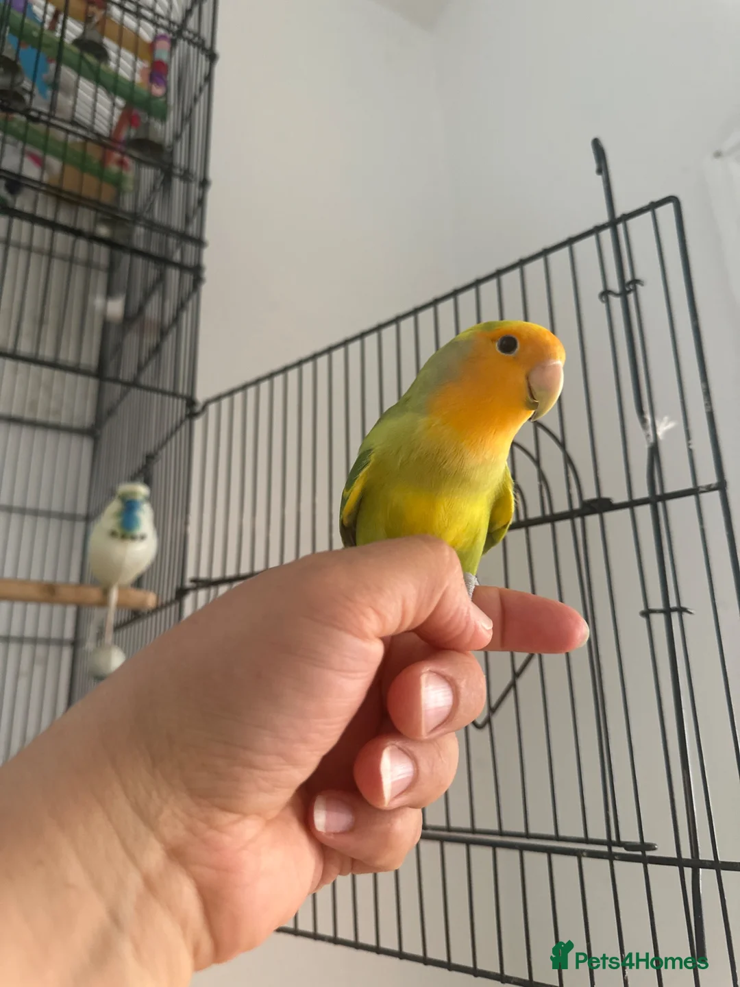 Lovebirds birds for sale: Australian lovebird  in London - Advert 1