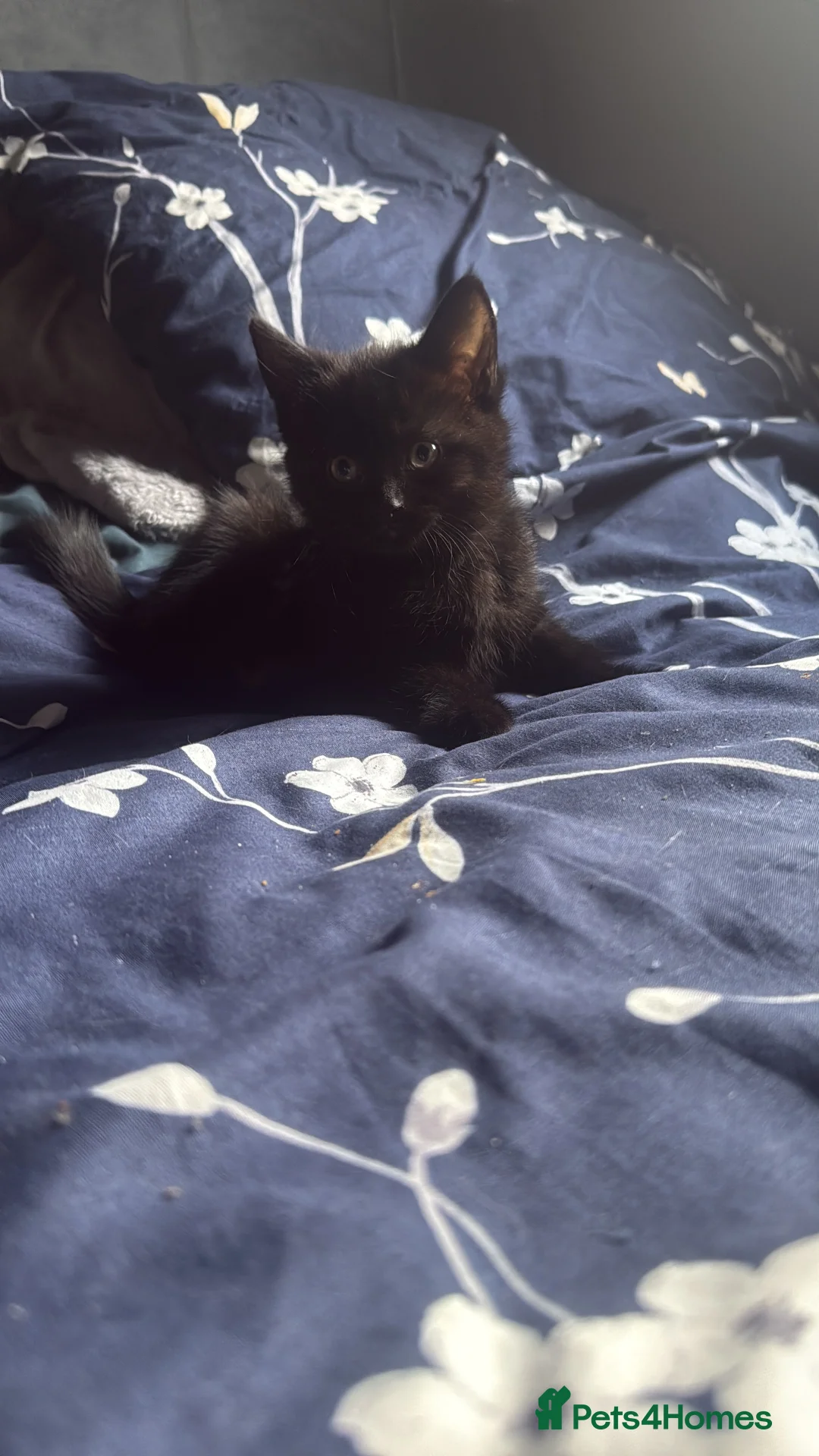 Mixed Breed cats for sale: Beautiful kittens - Advert 9