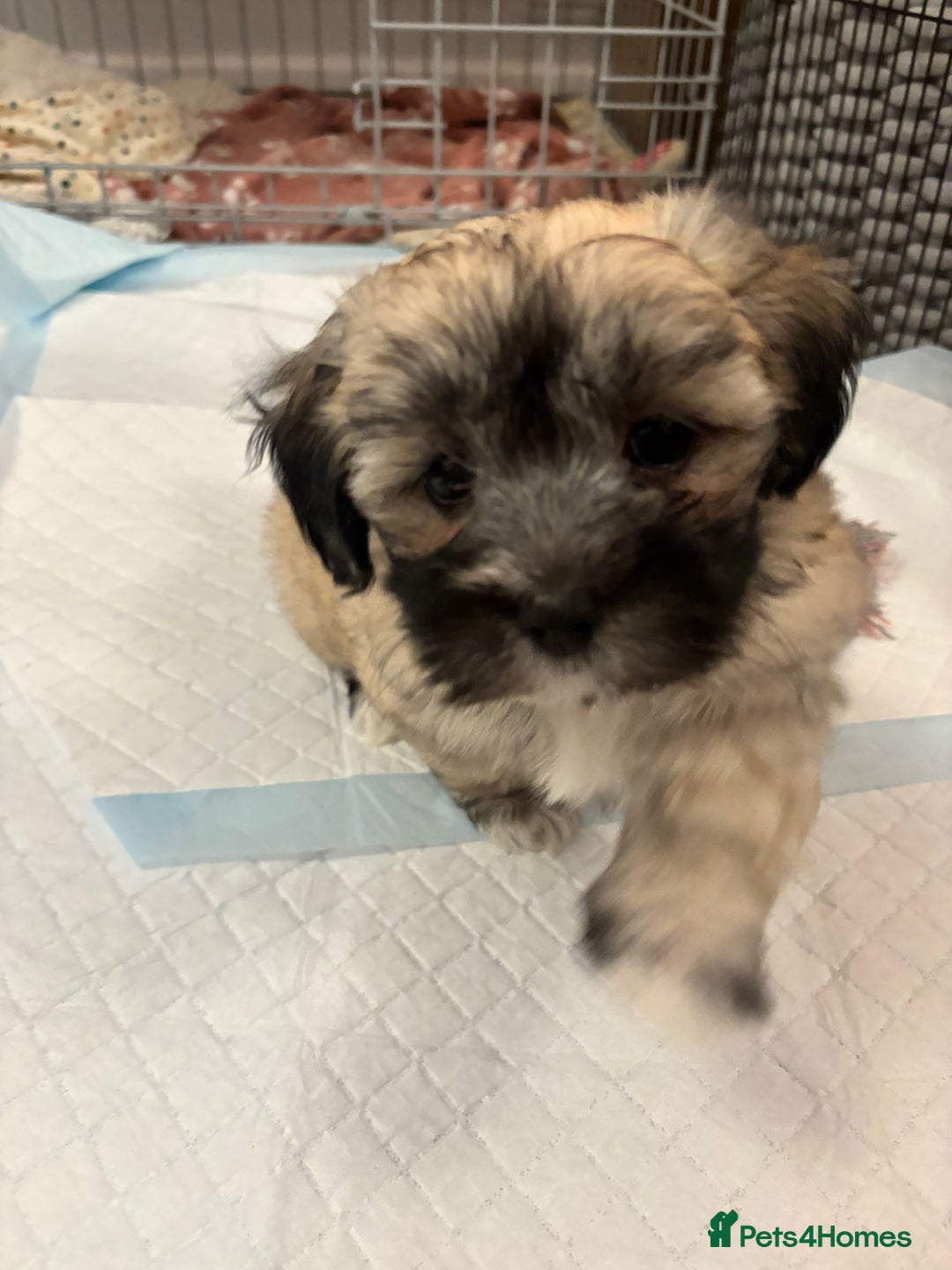 Maltipoo dogs for sale: Maltipoo - Advert 15