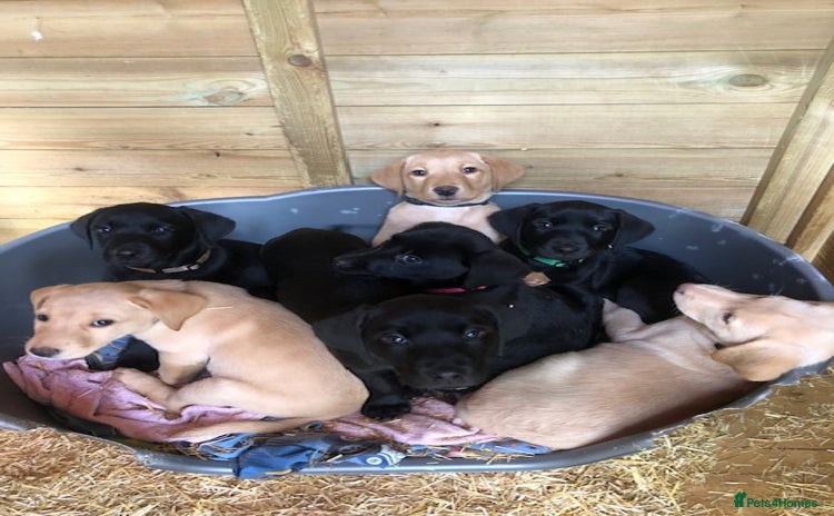 Labrador Retriever dogs - Advert 1