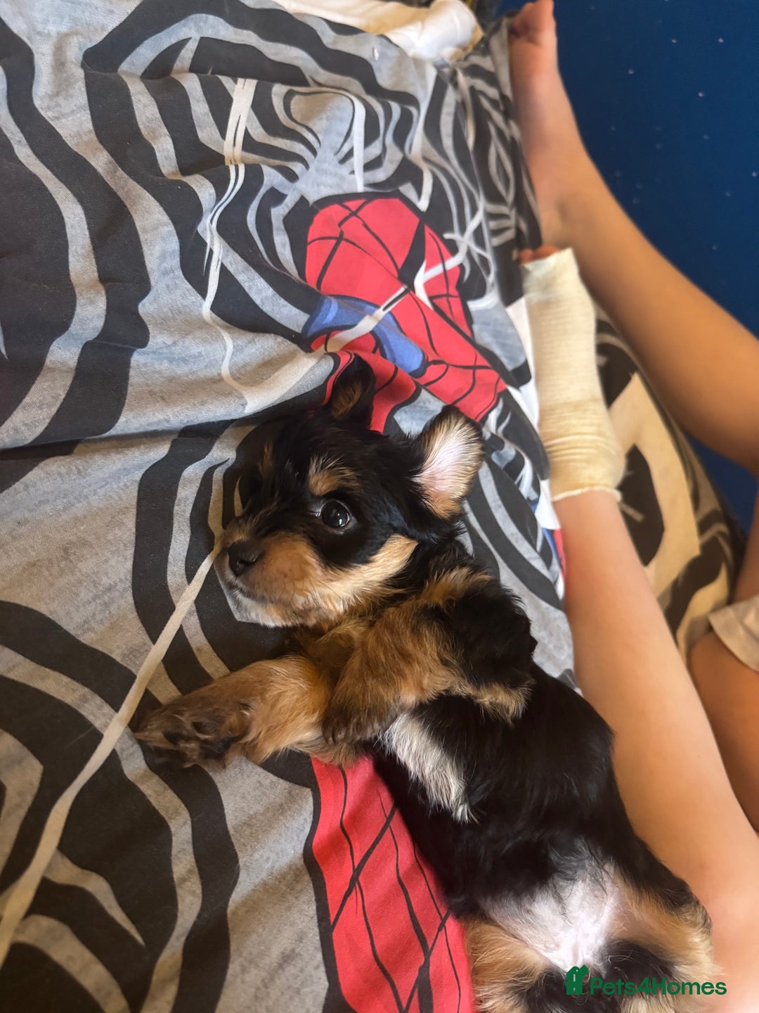 Mixed Breed dogs for sale:  Yorkshire terrier/ lhaso Apso hybrid pups - Advert 12