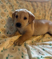 Labrador Retriever dogs Leaving this weekend to new homes!🏡 - Advert 1