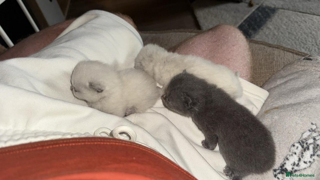 British Shorthair cats for sale: Beutiful British shorthair kittens  - Image 5