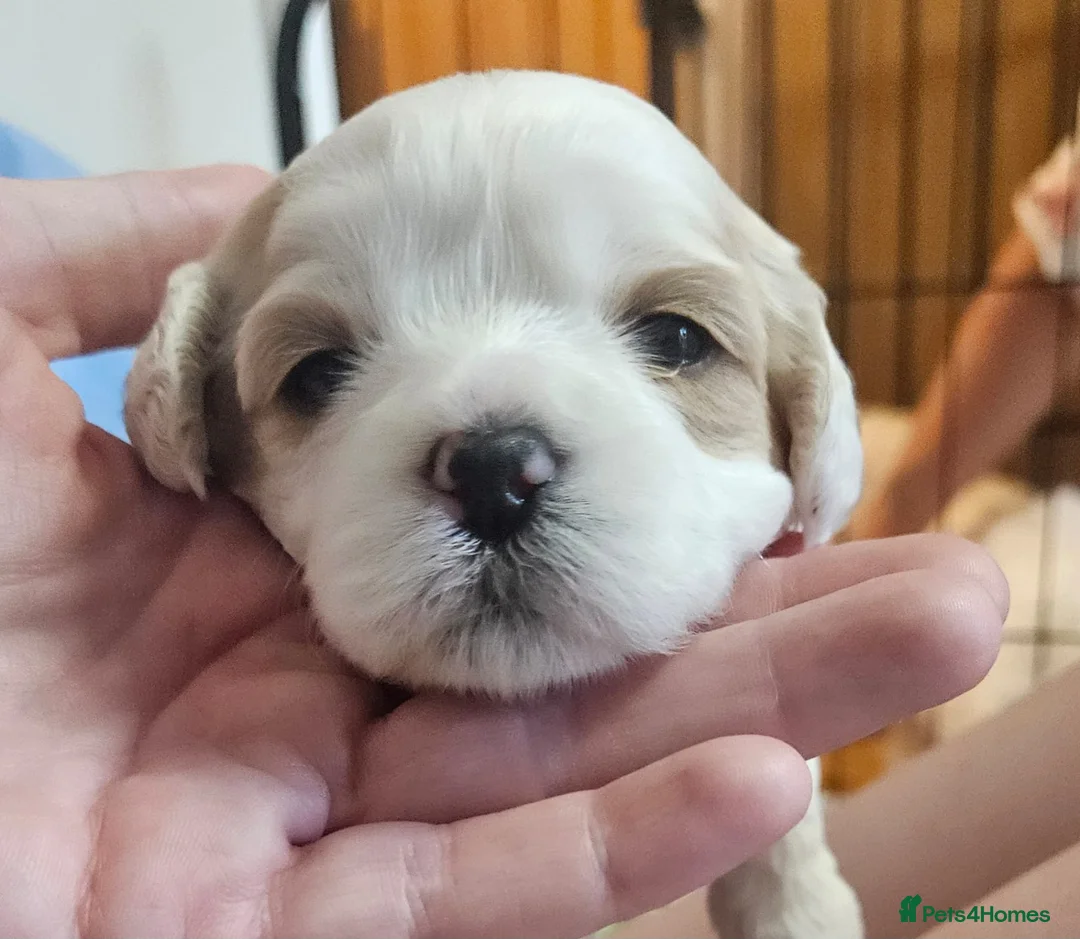 Mixed Breed dogs for sale: 4 beautiful pups for sale in Chorley - Advert 2