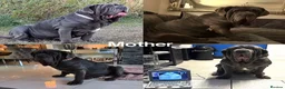 Neapolitan Mastiff dogs for sale: 2 Neapolitan mastiff puppies  - Advert 32