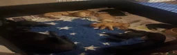 Labradoodle dogs for sale: Stunning labradoodle pups Health tested parents - Advert 4