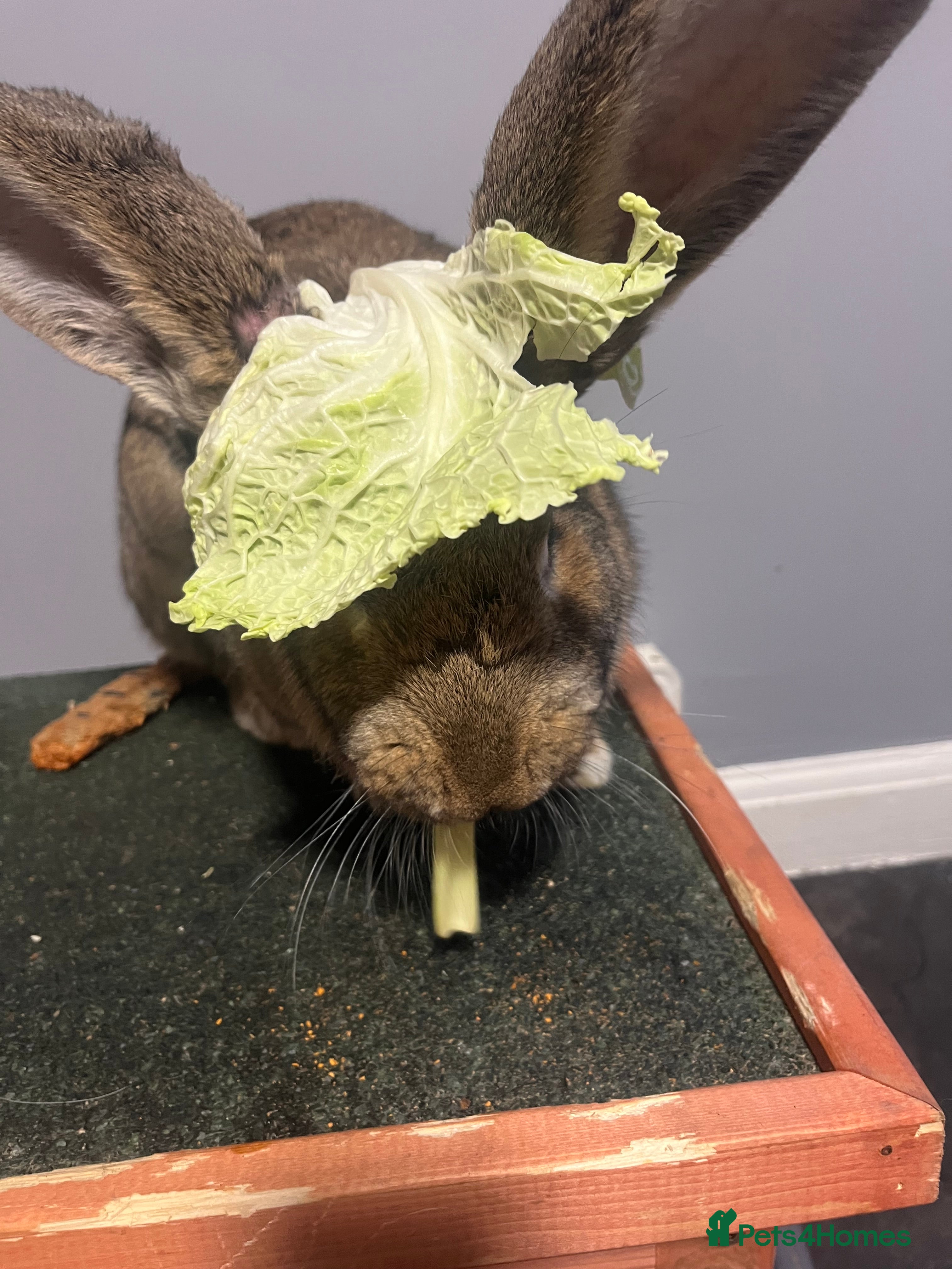 Continental Giant rabbits Female house trained continental giant - Advert 1