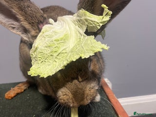 Continental Giant rabbits Female house trained continental giant - Advert 2