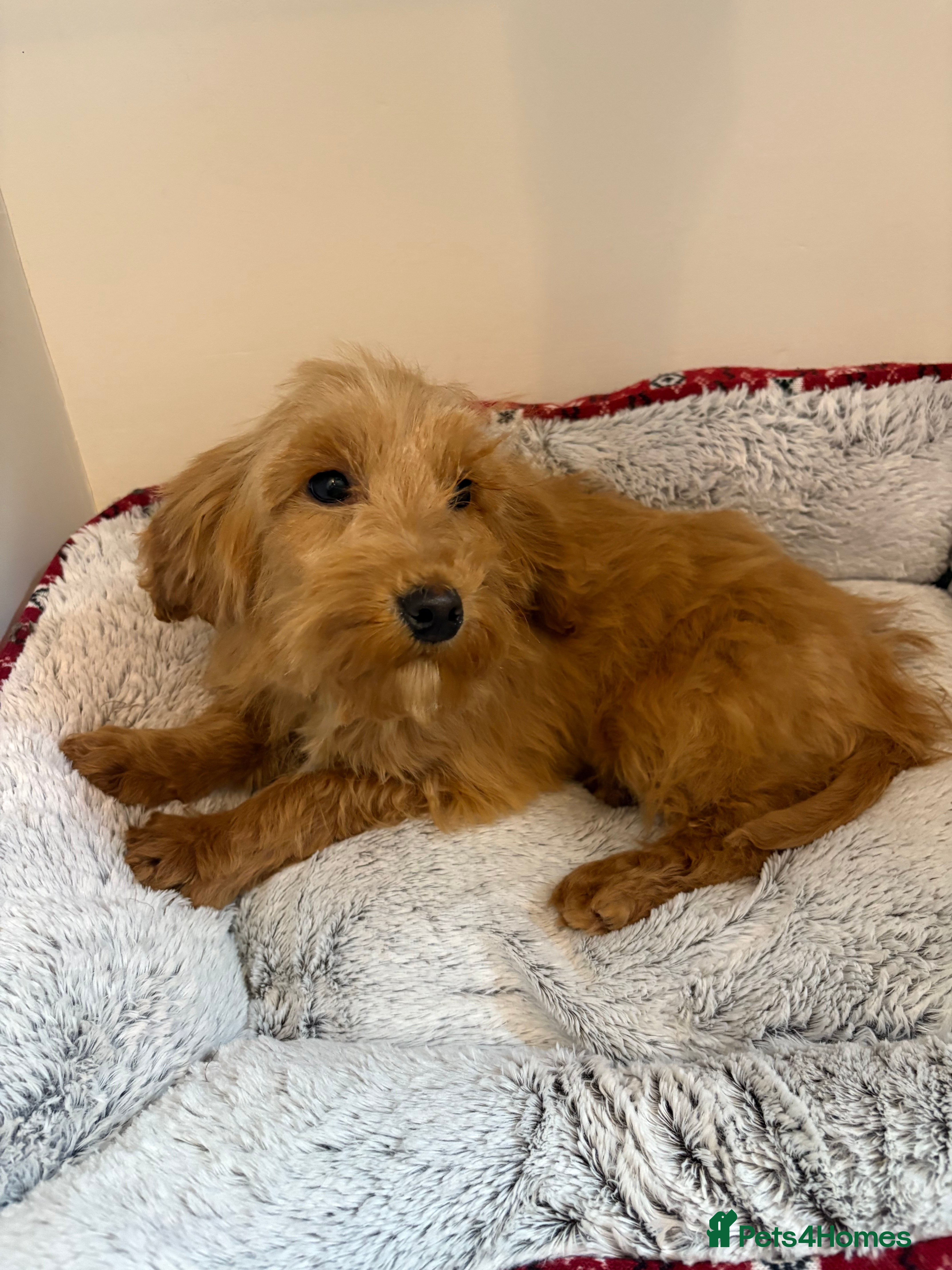 Cockapoo dogs  one gold girl available  - Advert 11