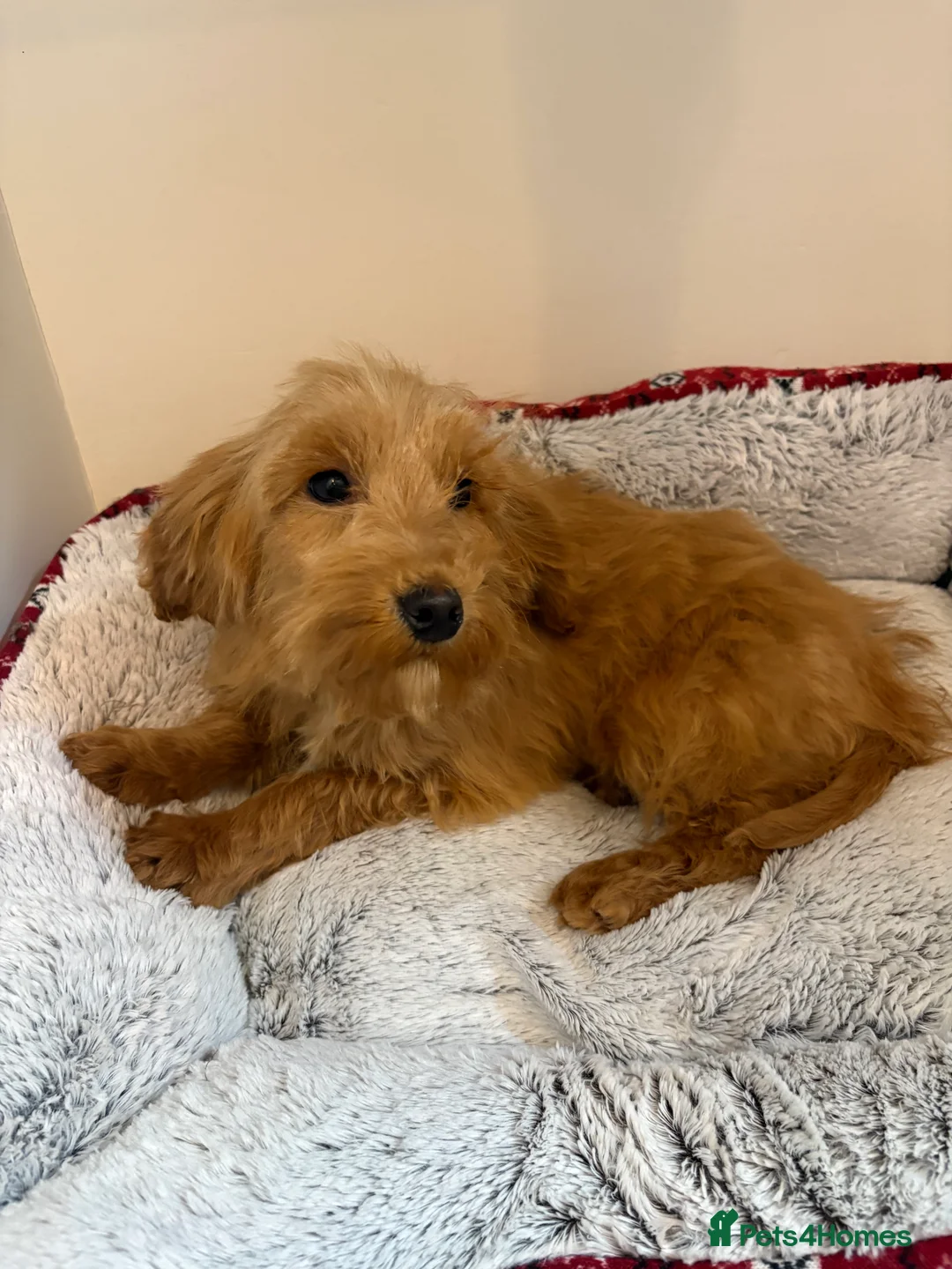 Cockapoo dogs for sale:  one gold girl available  - Advert 1