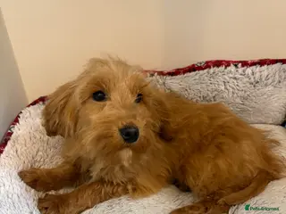 Cockapoo dogs one gold girl available - Advert 11