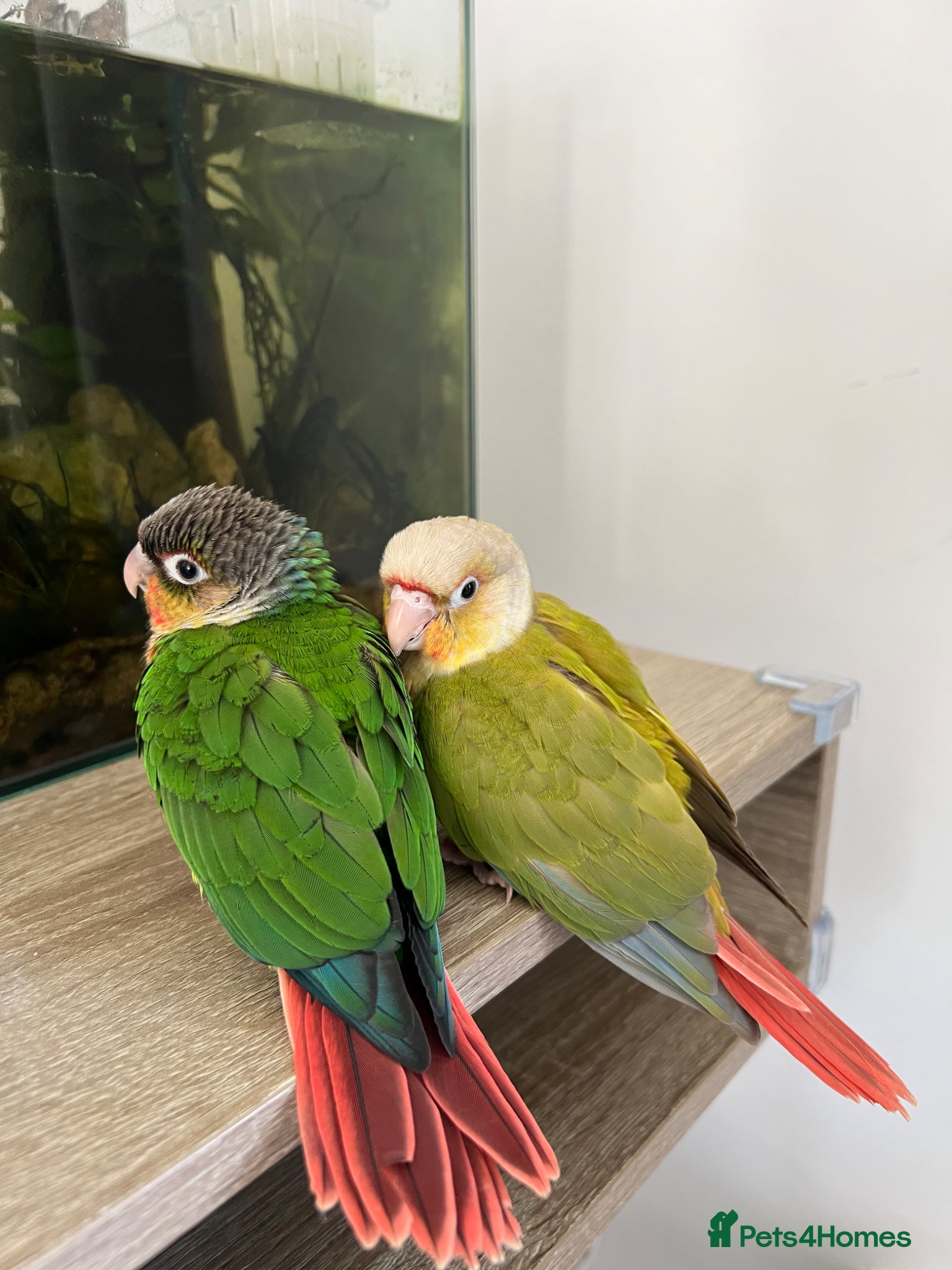 Conures birds ONE LEFT - Pineapple Conure Chicks - Advert 13