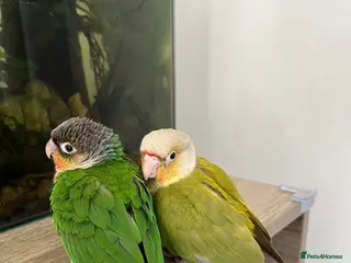 Conures birds ONE LEFT - Pineapple Conure Chicks - Advert 13