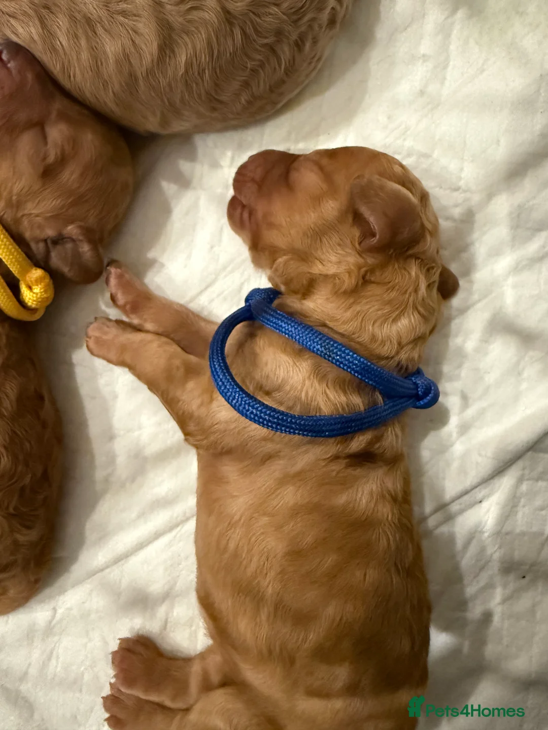 Cavapoo dogs for sale: Cavapoo Puppies, Parents DNA Health Tested - Advert 14