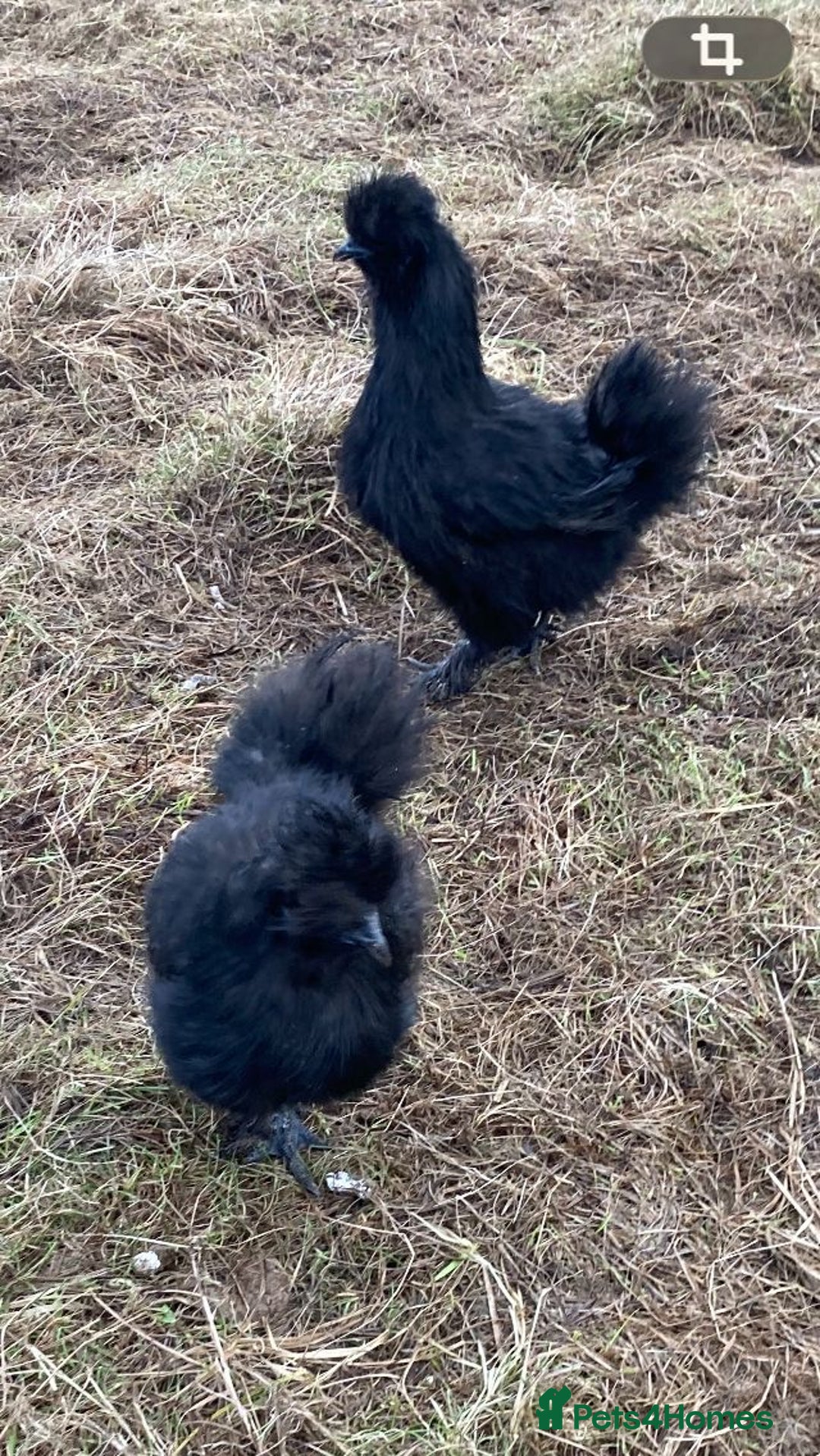 Hens poultry for sale: Black silkies.  - Advert 1