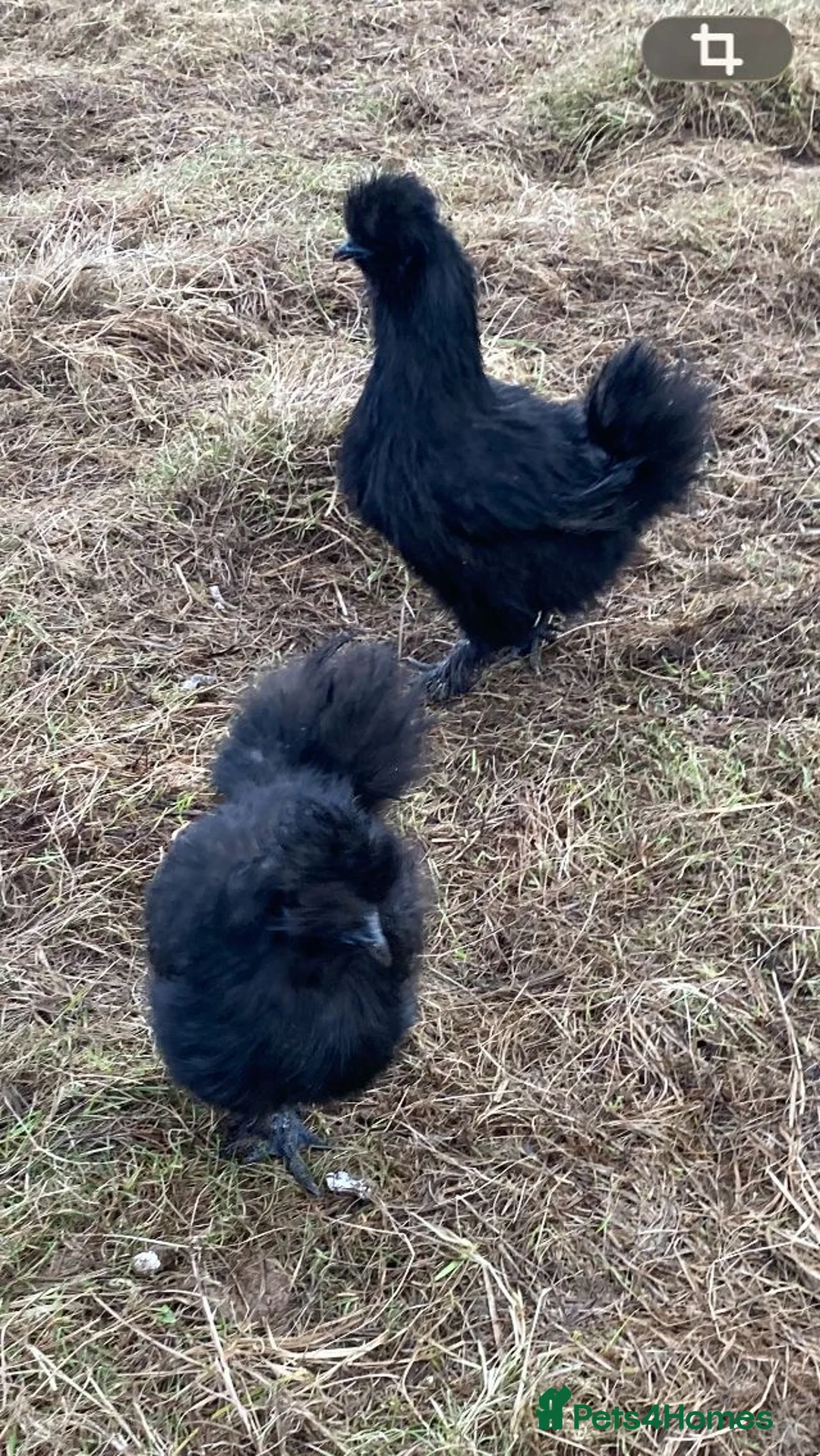 Hens poultry for sale: Black silkies.  - Advert 1