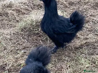 Hens poultry Black silkies. - Advert 3