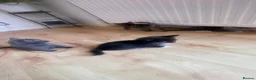Mixed Breed cats for sale: 4 Adorable Kittens Ready for Forever Homes - Advert 21