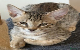Savannah cats for sale: Stunning F4 kittens ready for their forever homes - Image 7