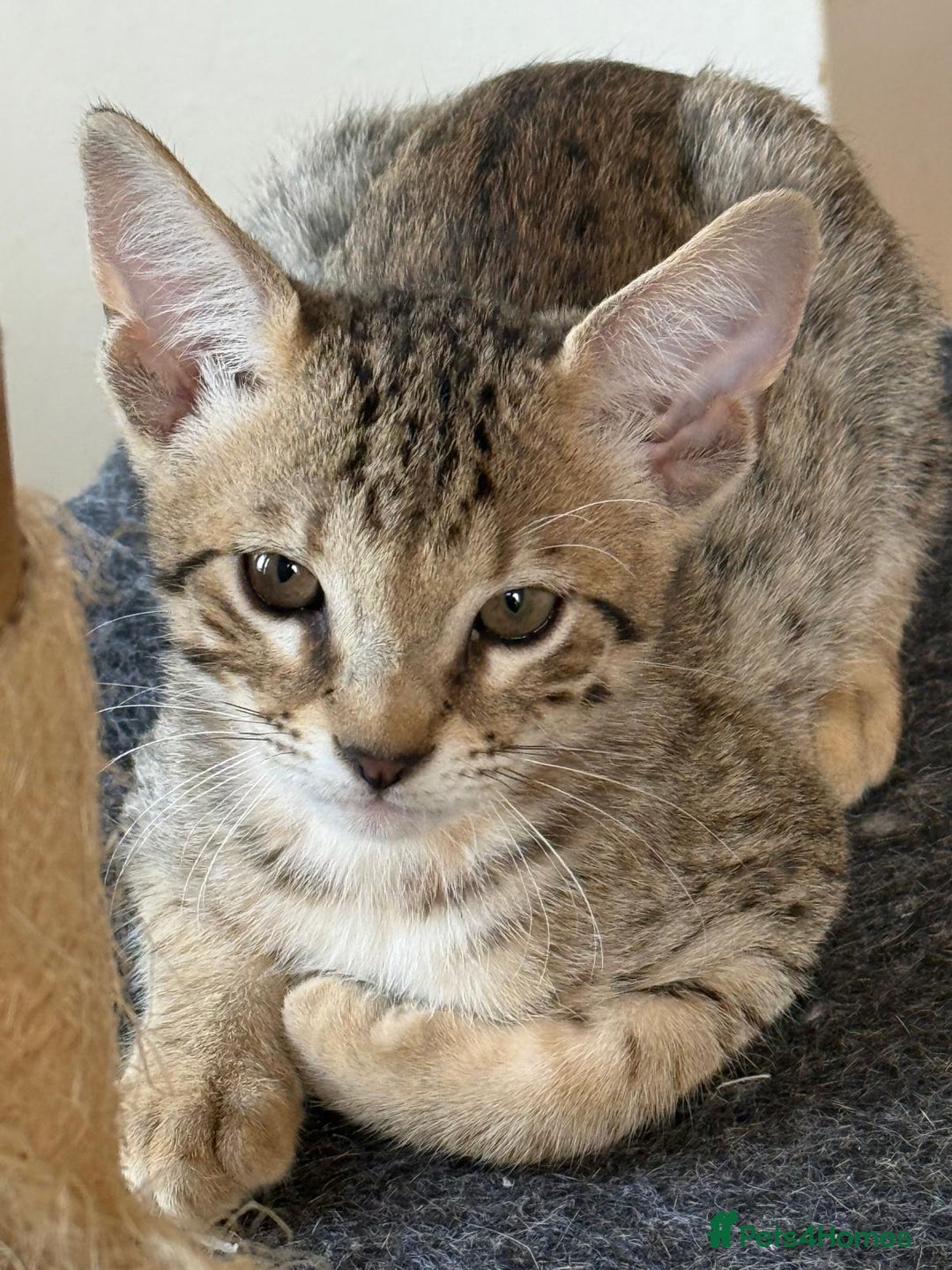 Savannah cats for sale: Stunning F4 kittens ready for their forever homes - Image 7