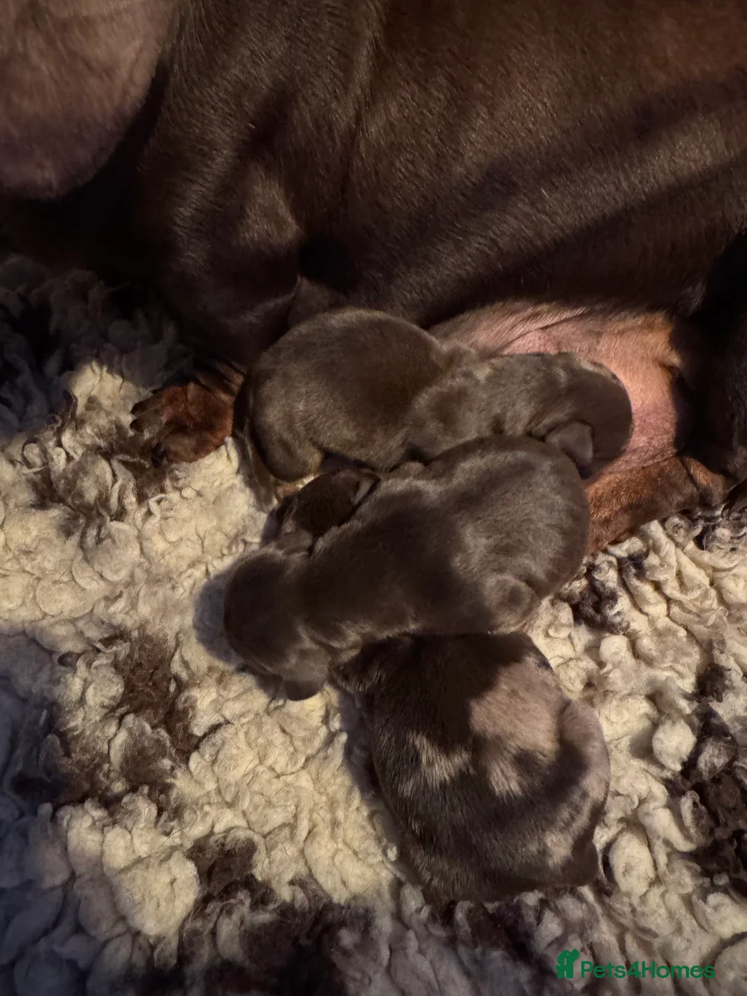 Miniature Dachshund dogs for sale: Stunning top quality short legged mini dachshunds - Advert 4