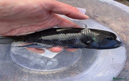 Cichlids fish for sale: Fontosa and Malawi's for sale see prices below - Image 1