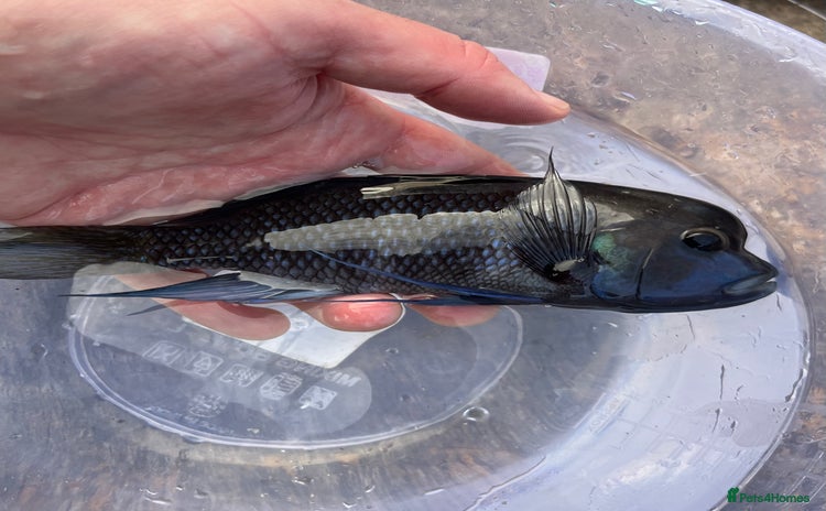 Cichlids fish - Advert 14