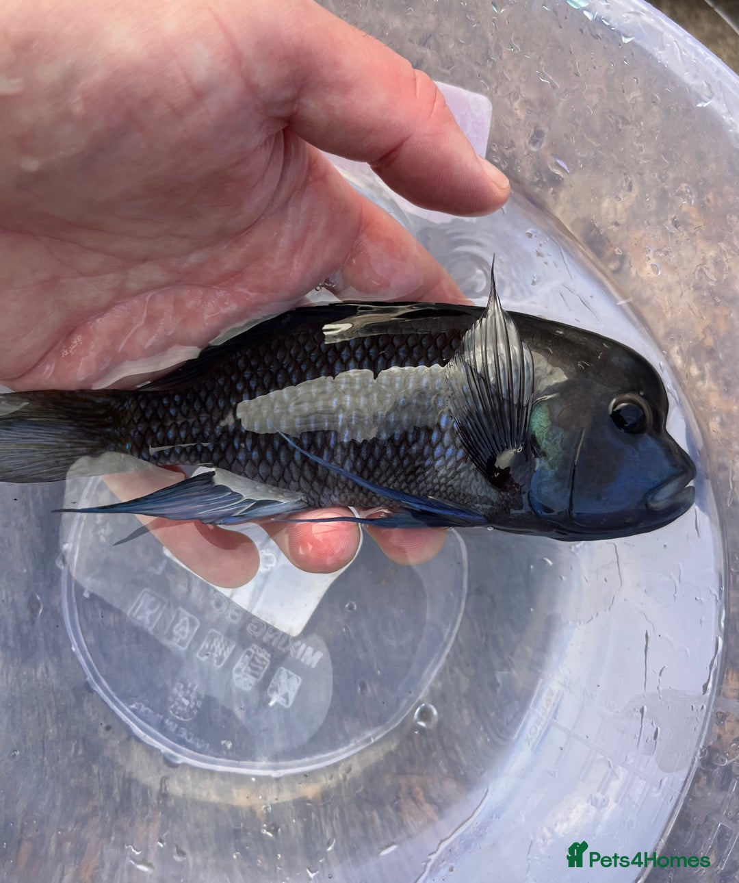 Cichlids fish for sale: Fontosa and Malawi's for sale see prices below - Image 1