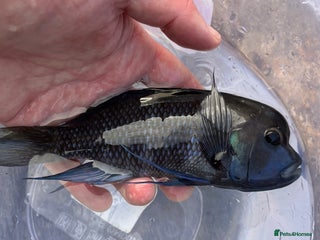 Cichlids fish - Advert 27