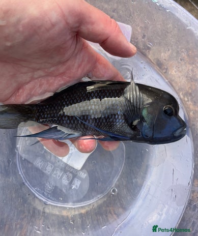 Cichlids fish - Advert 1