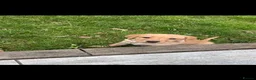Labrador Retriever dogs for sale: 10week old yellow Labrador retriever - Advert 5