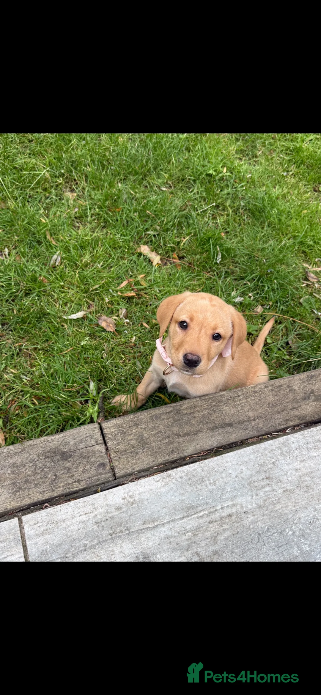 Labrador Retriever dogs for sale: 10week old yellow Labrador retriever - Advert 5