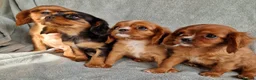 Cavalier King Charles Spaniel dogs for sale: Beautiful CKCS babies  - Advert 4