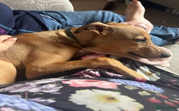 Lurcher dogs for sale: Loving 6Month Old Lurcher Puppy - Image 16