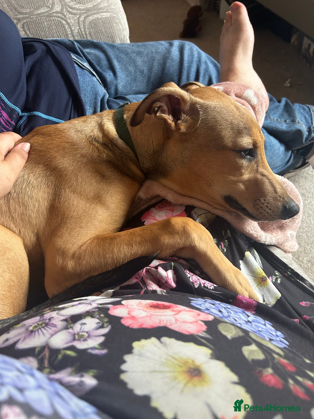 Lurcher dogs for sale: Loving 6Month Old Lurcher Puppy - Image 16