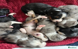 Mixed Breed dogs for sale: Borderlier - Image 9