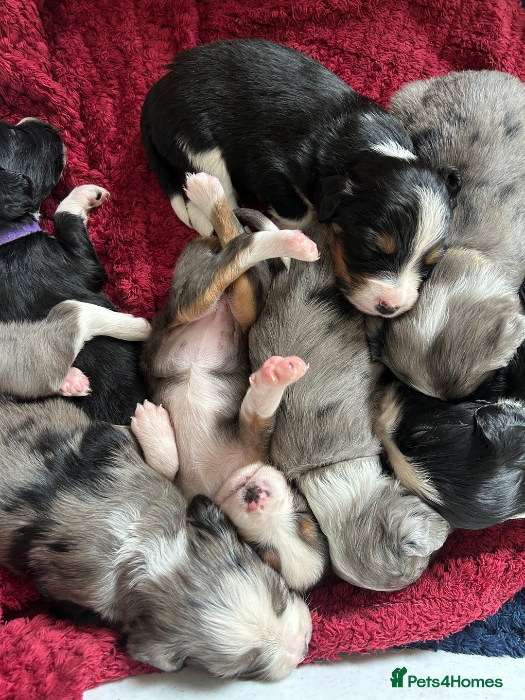 Mixed Breed dogs for sale: Borderlier - Image 9