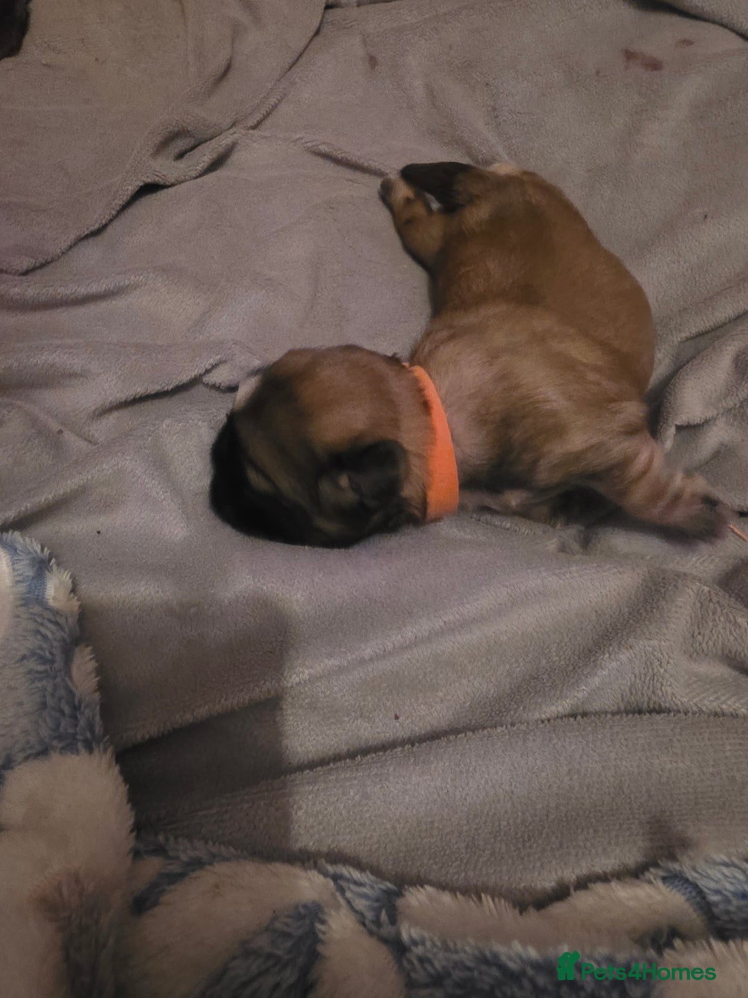 Shih Tzu dogs for sale: Shizu Tzu puppies - Advert 11