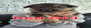 German Shepherd 4