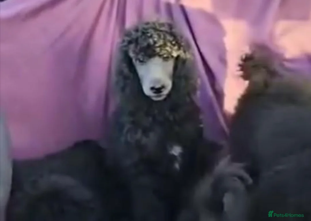 Standard Poodle dogs for stud: Silver standard poodle  in Wakefield - Advert 19