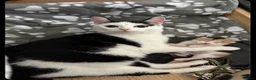 British Shorthair cats for sale: Beautiful Calico & Tortoiseshell Female Kittens - Advert 1