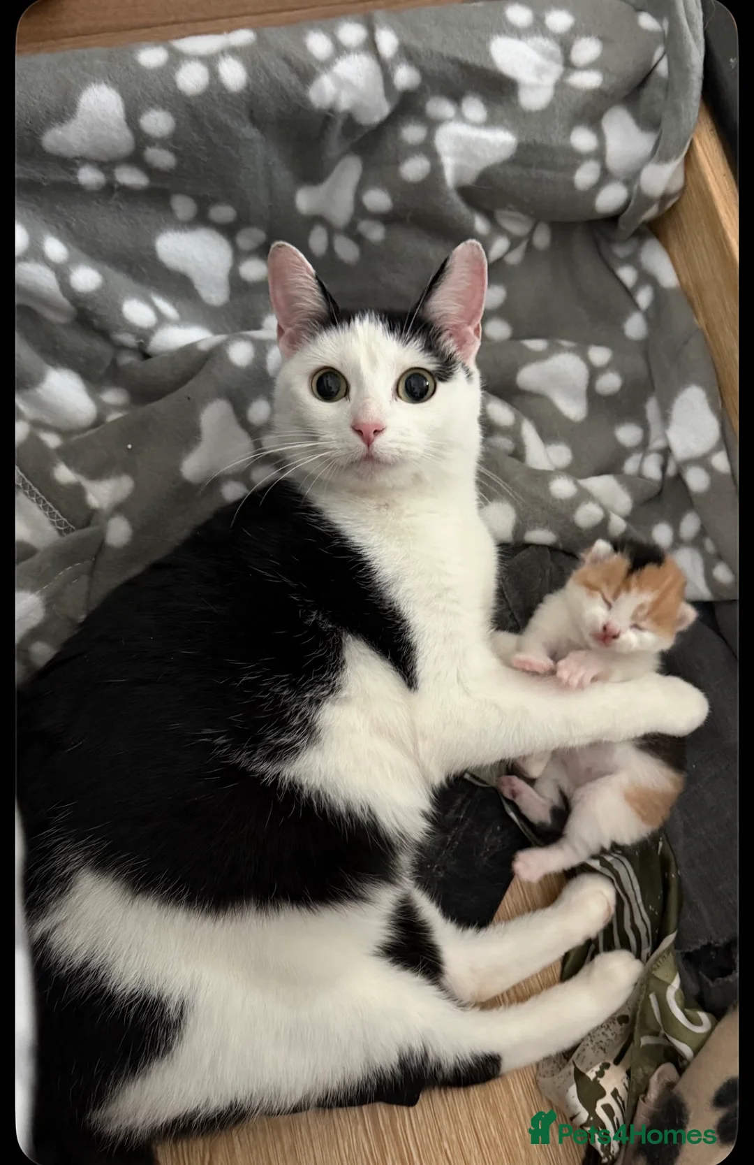 British Shorthair cats for sale: Beautiful Calico & Tortoiseshell Female Kittens - Advert 1