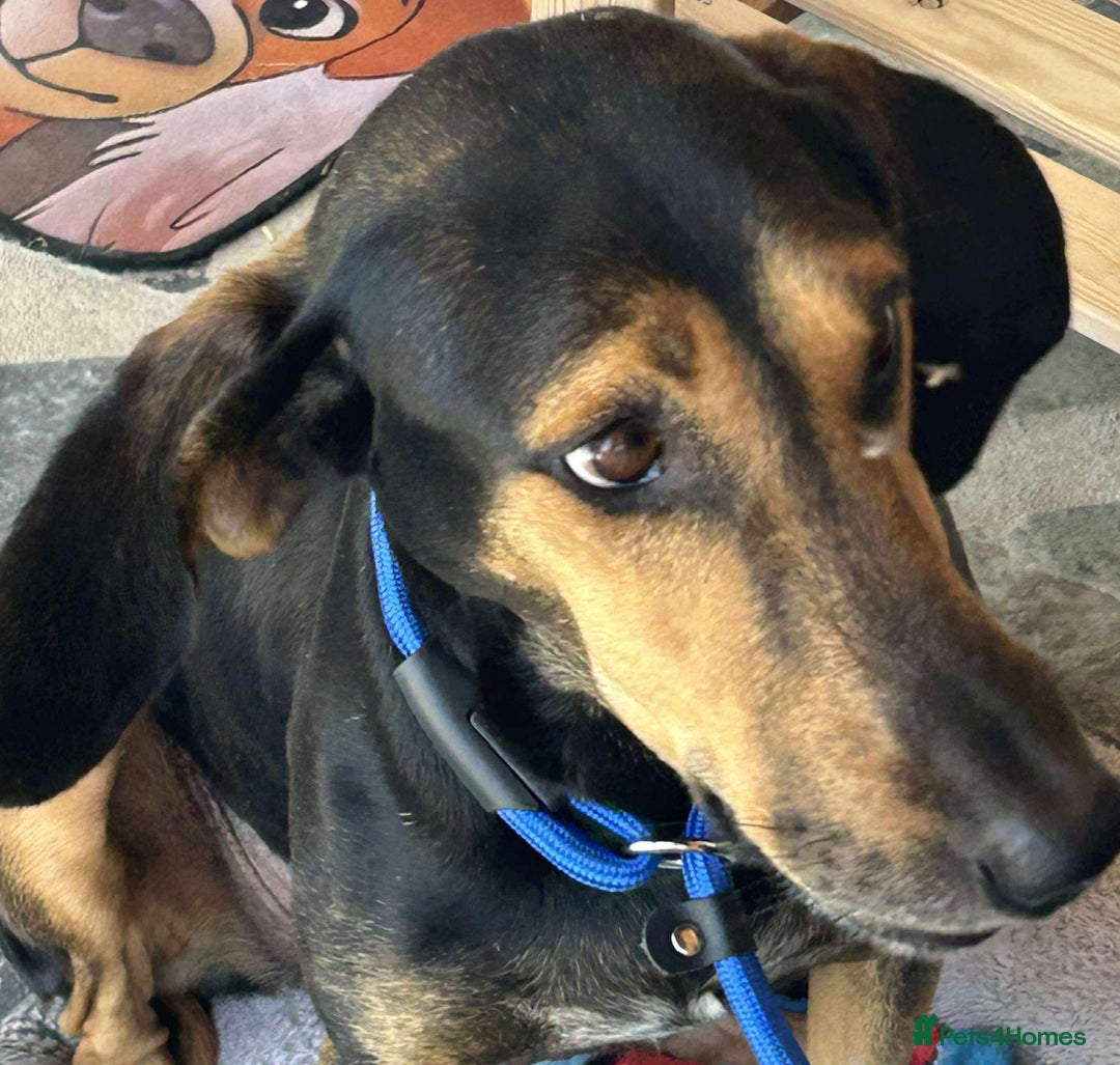Mixed Breed dogs for adoption: Cinnamon needs a loving home  - Image 13