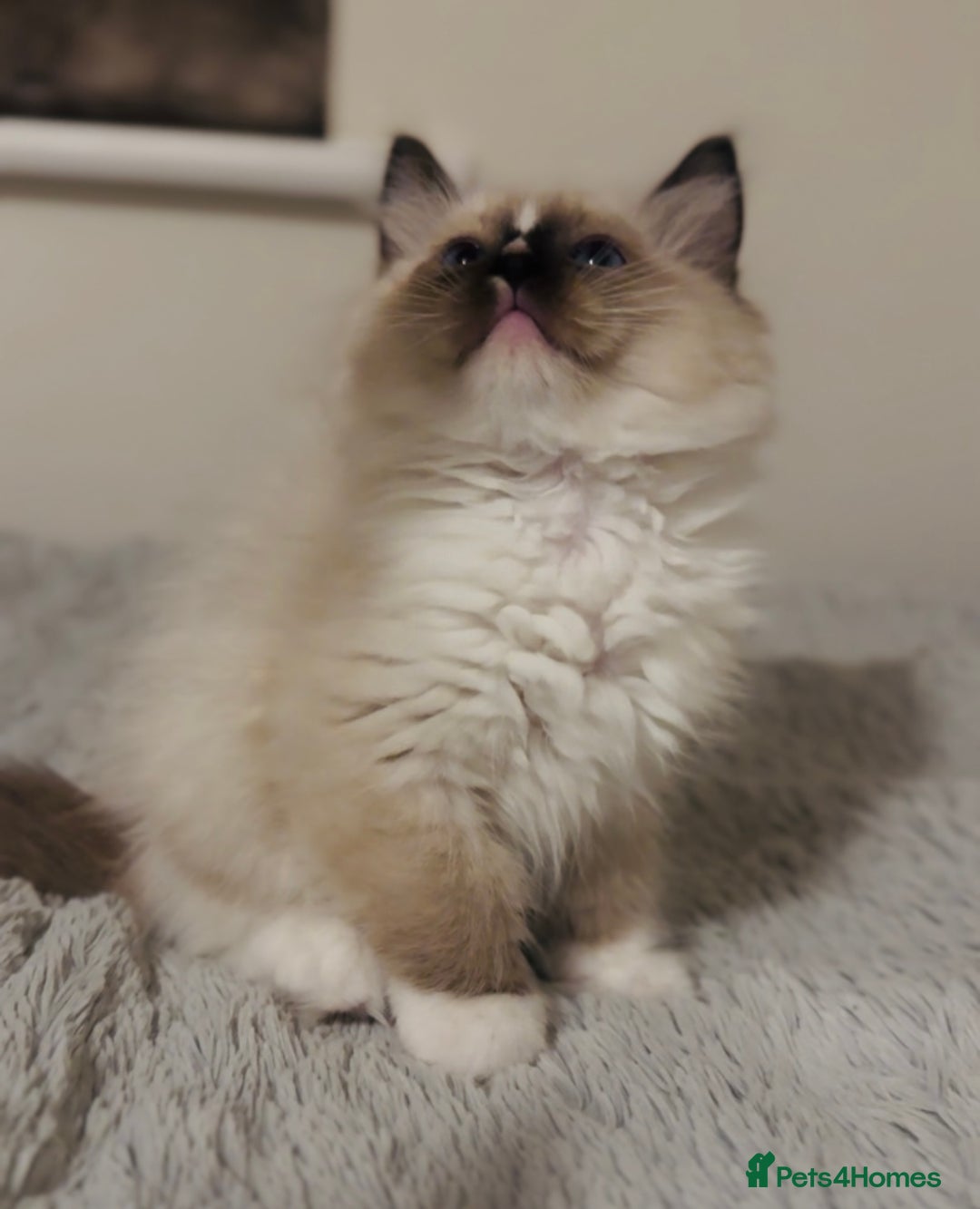 Ragdoll cats for sale: 💙🐾Tica full Pedigree🐾EU Ragdoll 🐱🐾DNA Clear - Image 29