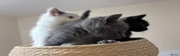 Mixed Breed cats for sale: THREE ADORABLE KITTENS LOOKING FOR LOVING HOMES! in Slough - Advert 10