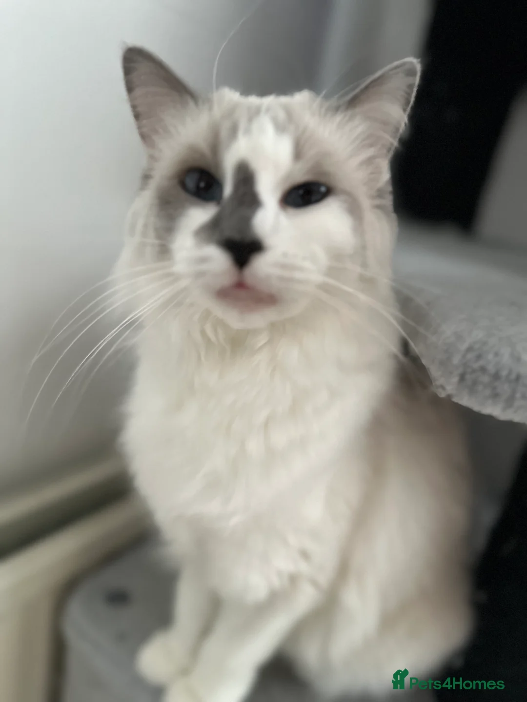 Ragdoll cats for sale: Gorgeous ragdoll girls!  - Advert 16