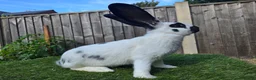 Mixed Breed rabbits for sale: Rabbit Babies Looking for Their Forever Homes! 🐰 - Advert 5